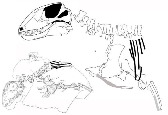 Cutleria post-crania