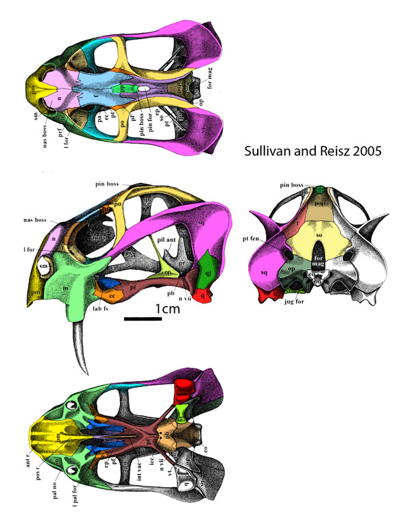 Diictodon skull 4 views