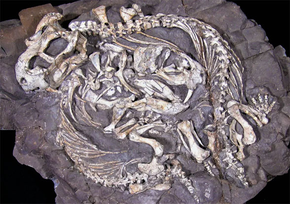 Diictodon pair in a burrow