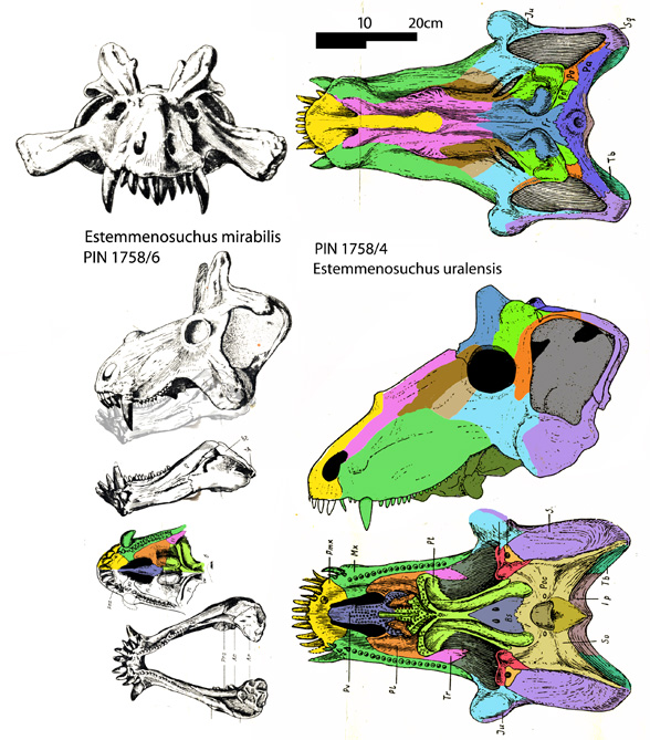 Estemmenosuchus mirabilis and E. uralensis to scale