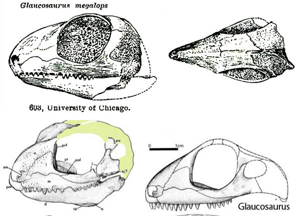 Glaucosaurus