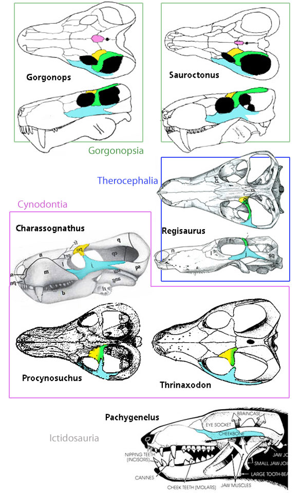 Gorgonopsid postorbital