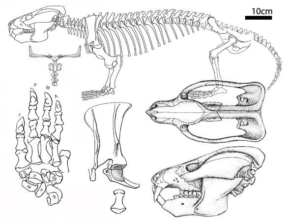 Kayentatherium