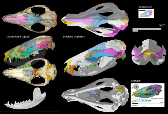 Two didelphis skulls