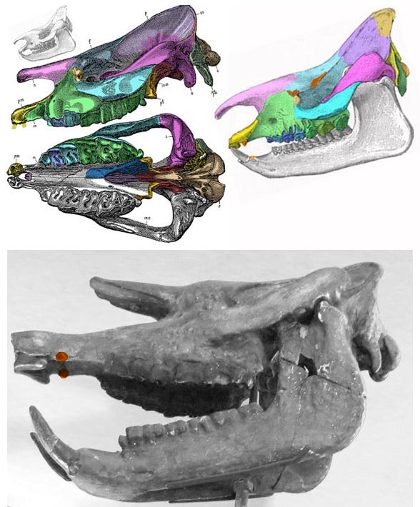 Aceratherium skull