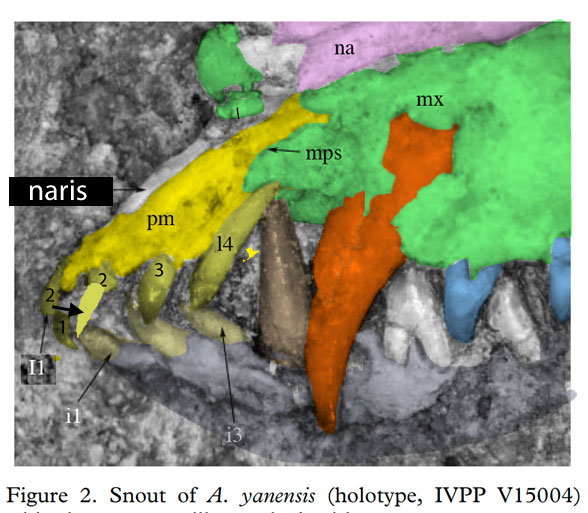 Acristatherium pmx teeth