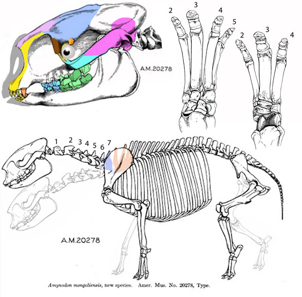 Amynodon