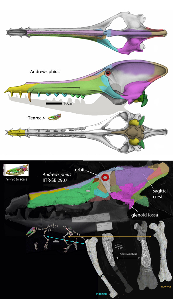 Andrewsiphius skull