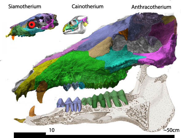 anthracotherium skull