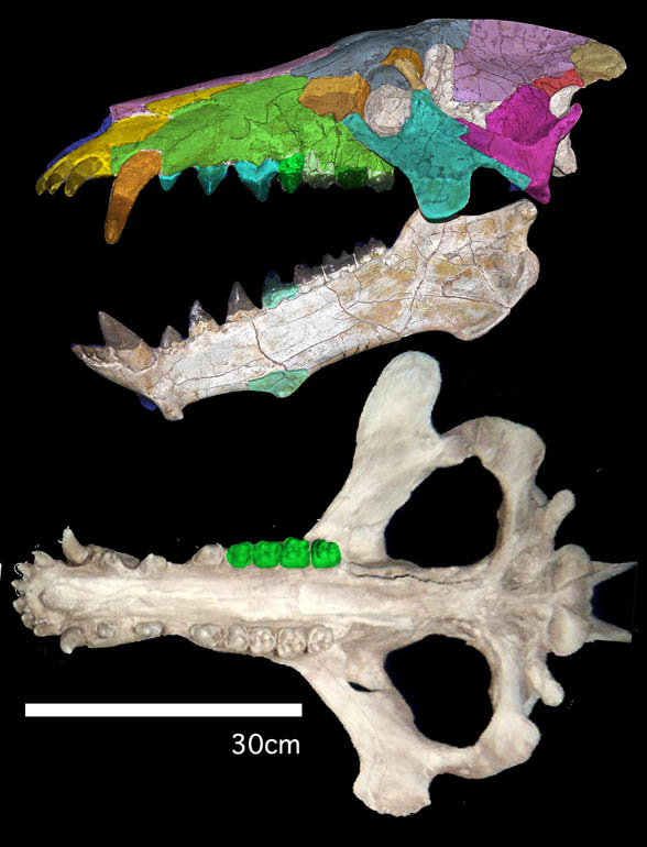 Archaeotherium skull