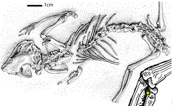 Asiatherium in situ