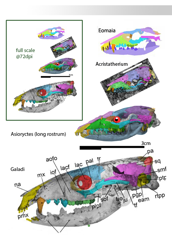 Asioryctes long rostrum