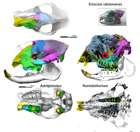 Astraponotus Numidotherium
