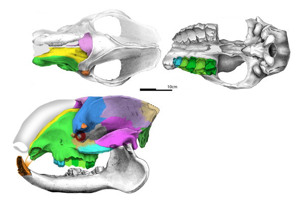 Astraponotus skull