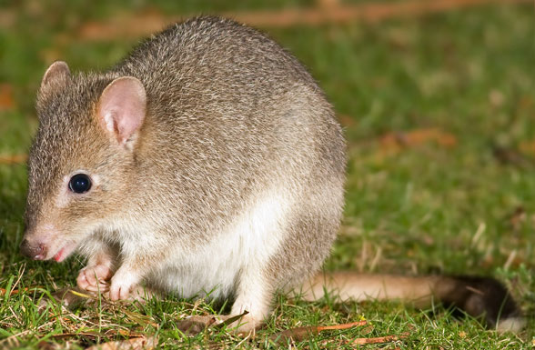 Bettongia in vivo