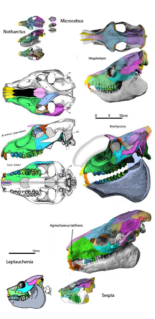 Brachycrus laticeps