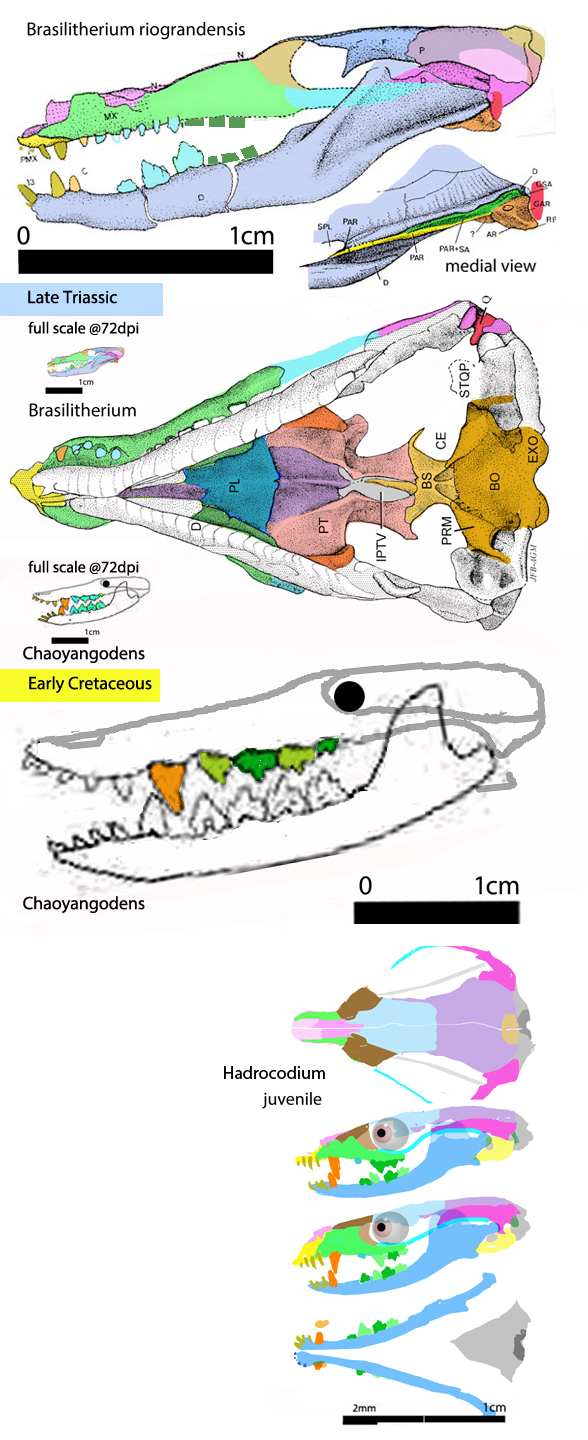 Brasilitherium