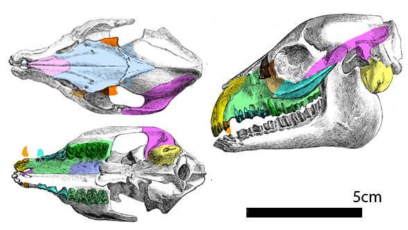 Cainotherium graphic