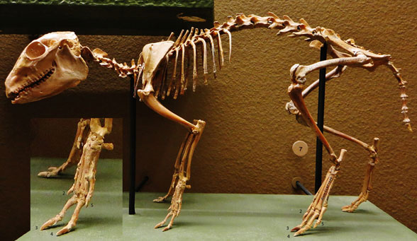 Cainotherium museum mount restoration