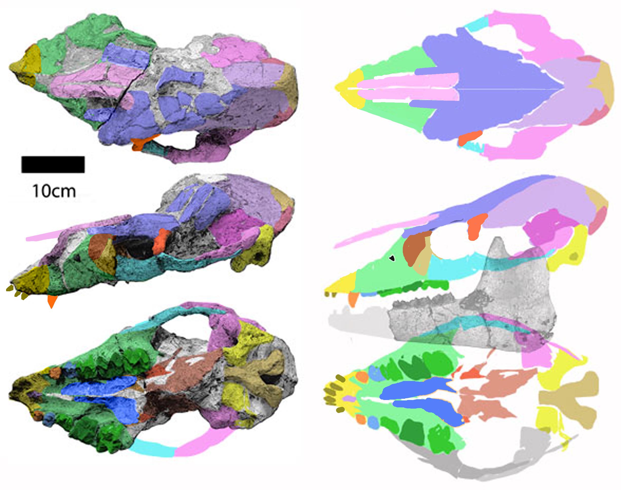 Chalicotherium goldfussi