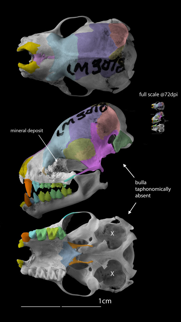 Chalinolobus tuberculatus