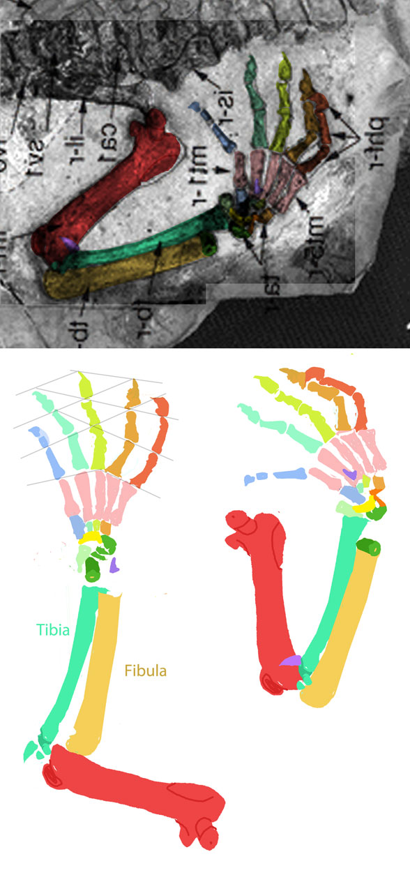 Chaoyangodens pes in situ and reconstructed