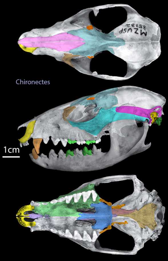 Chironectes minimus skull