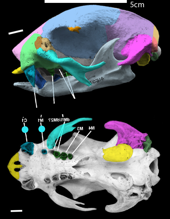 Choloeps skull