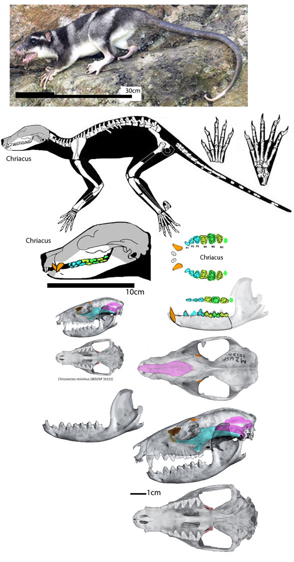 Chriacus compared to Chironectes