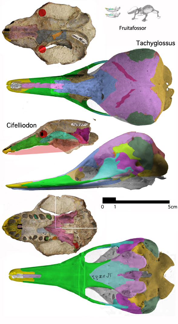 Cifelliodon and Tachyglossus skulls