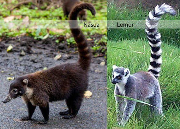 Coatimundi (Nasua) and Lemur