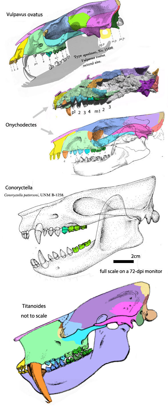Conoryctella, Onychodectes and kin