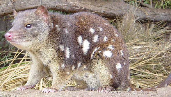 Dasyurus maculatus in vivo