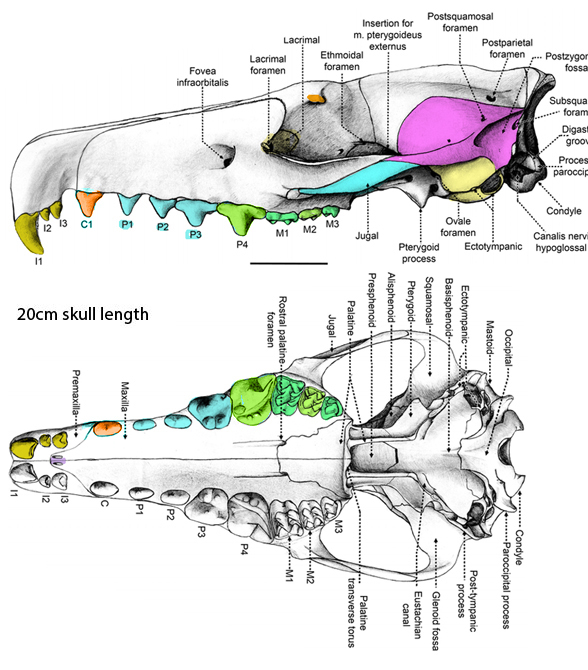 Deinogalerix skull diagram