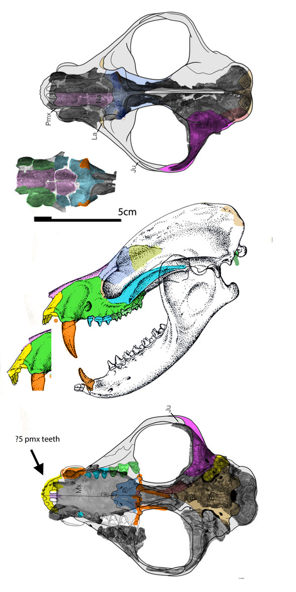 Deltatherium skull in 3 views