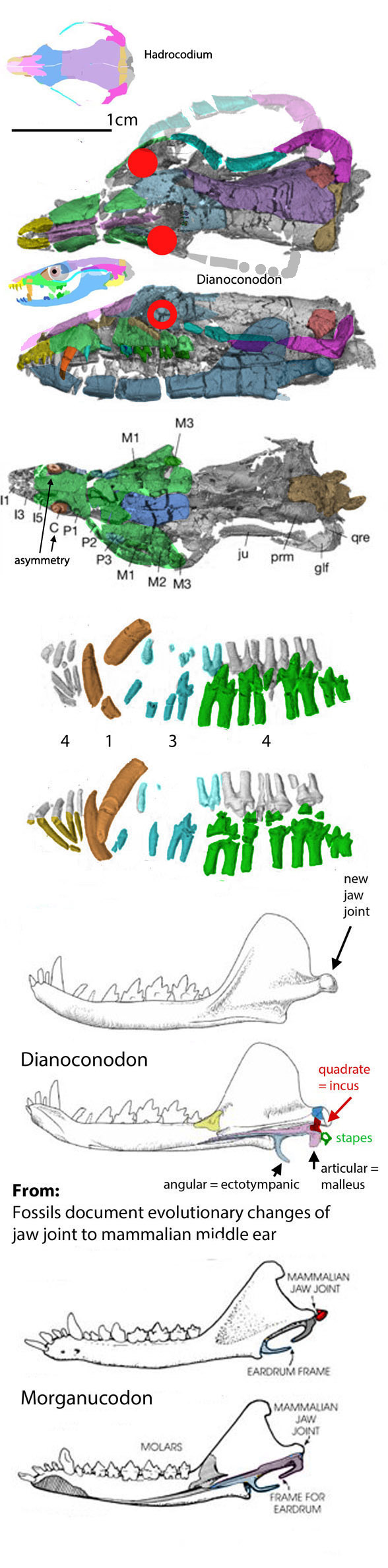 Dianoconodon skull