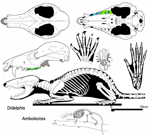 Didelphis