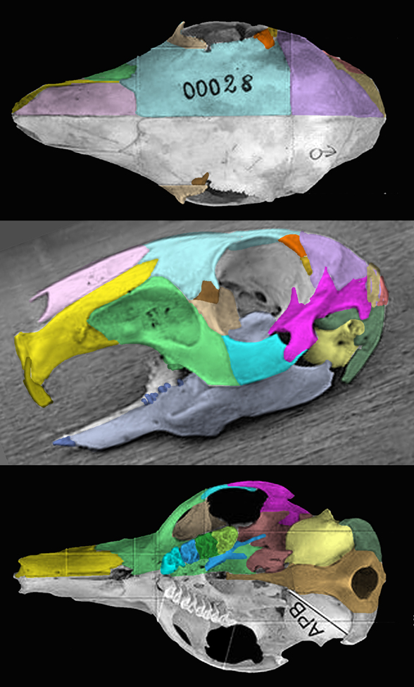 Dolichotis skull