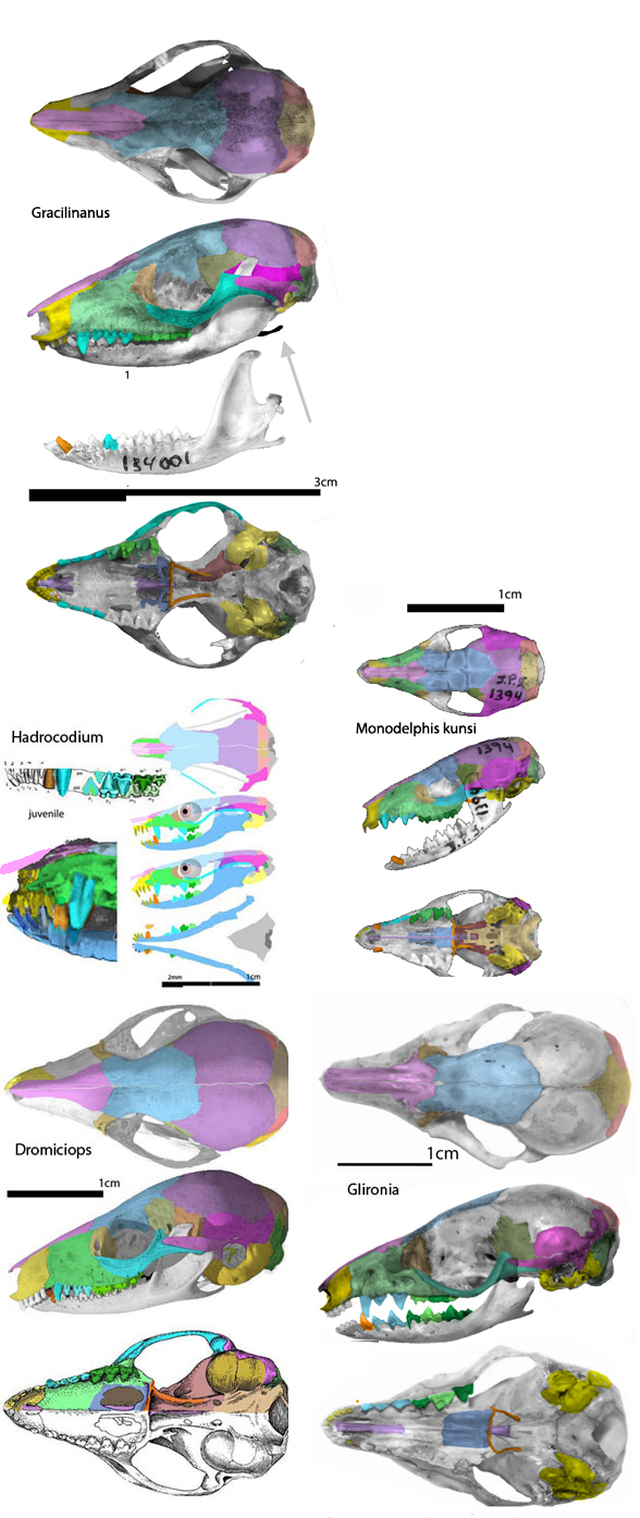 Dromiciops skull