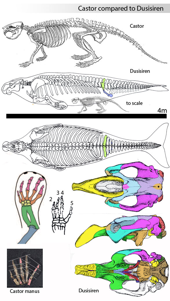 Dusisiren