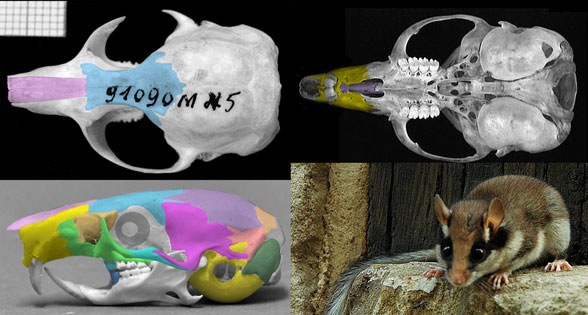 Eliomys skull