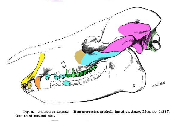 Eotitanops and Lambdotherium