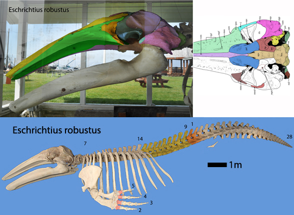 Eschrichtius-robustus