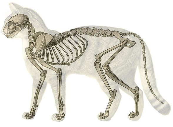 Felis skeleton