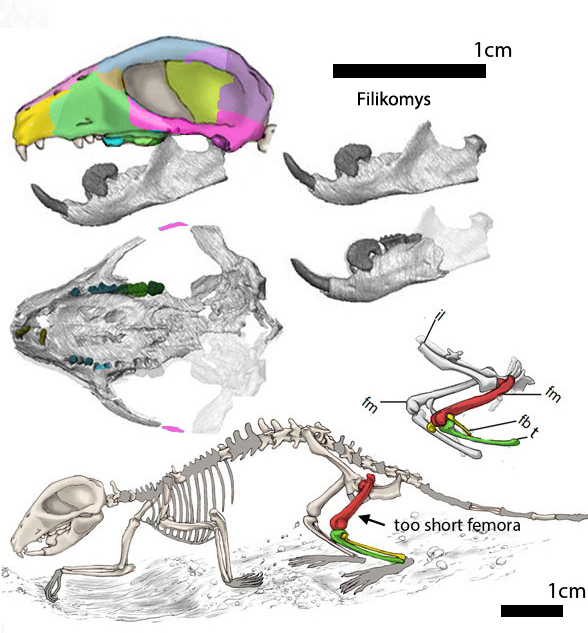 Filikomys primaevus