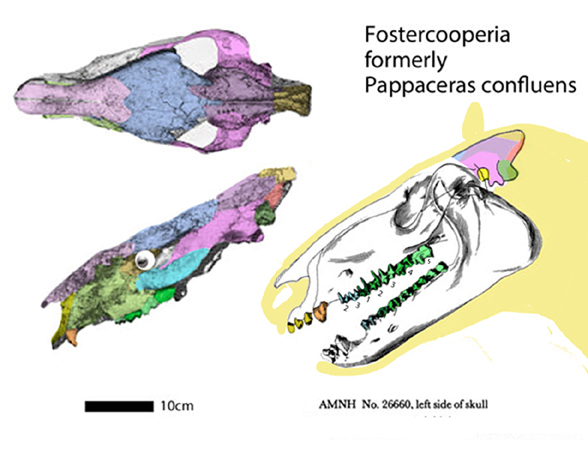 Fostercooperia confluens