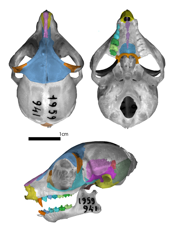 Galago skull