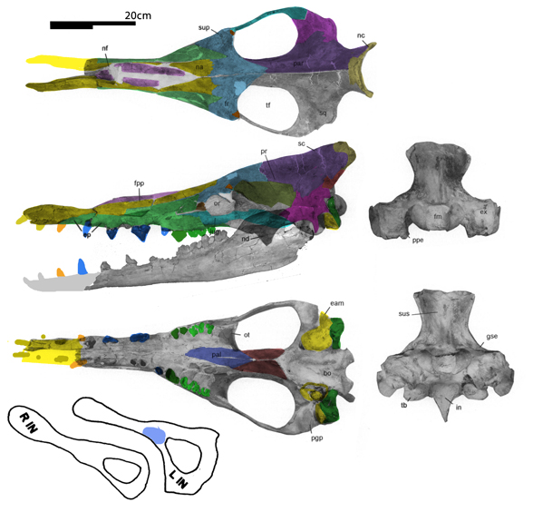 Georgiacetus skull