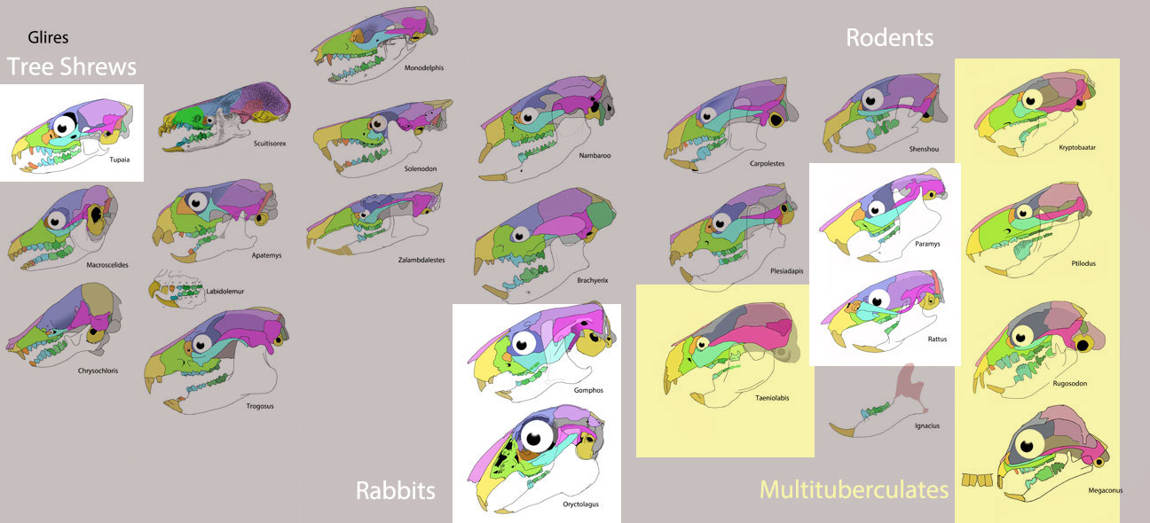 Rollover image to view multituberculates, rodents and rabbits