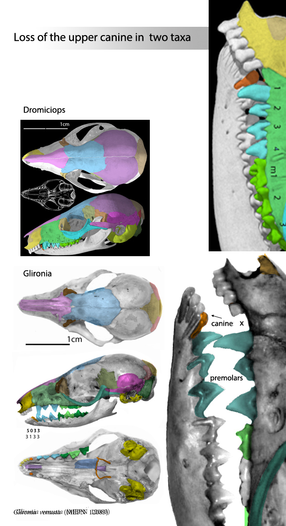 Glironia skull 